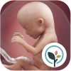 Pregnancy App & Baby Tracker Apk Mod Unlocked v4.26.1